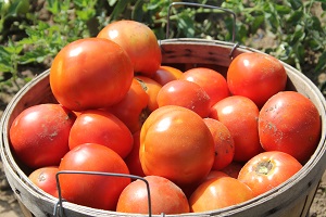 Tomatoes